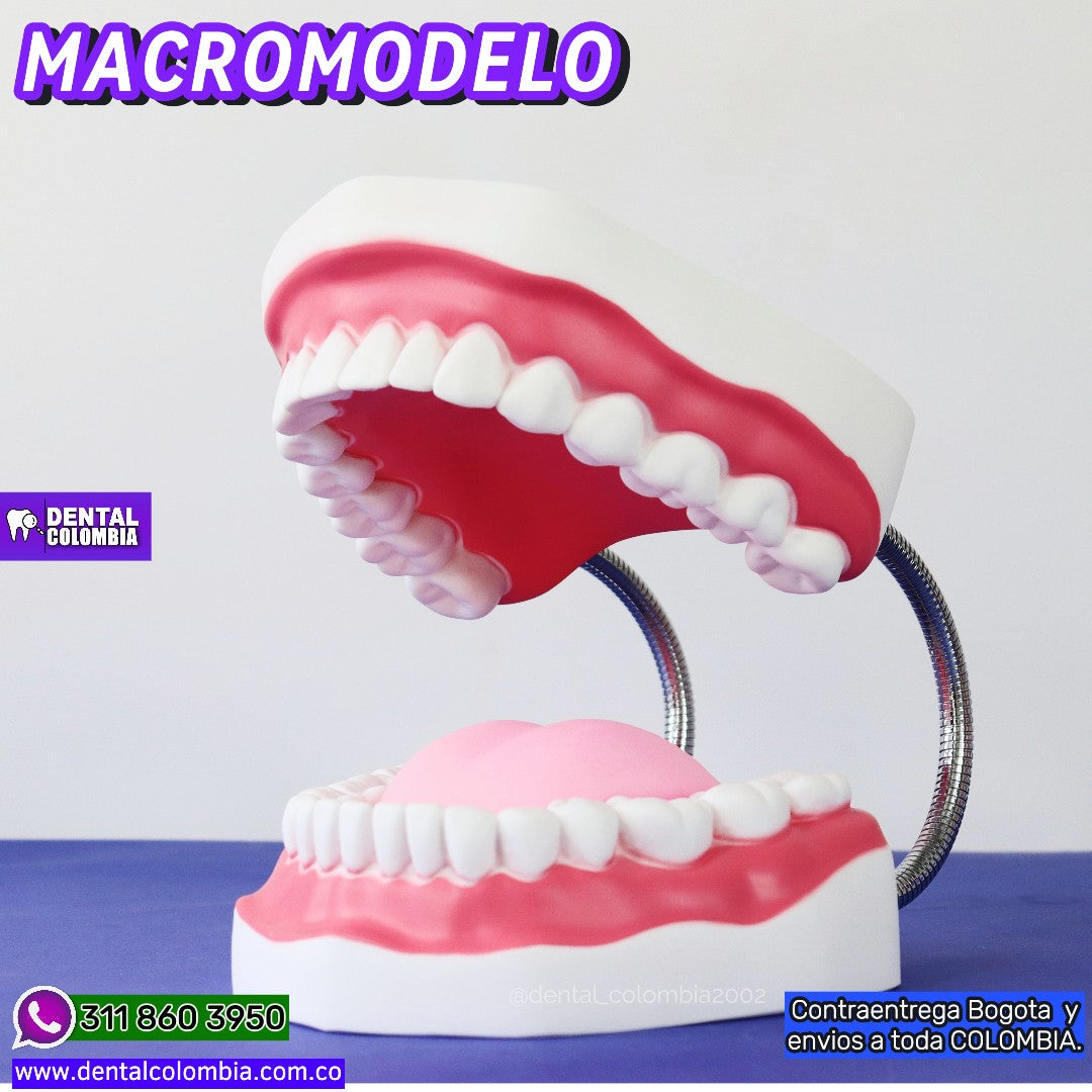 MACROMODELO DENTARIO DEMOSTRATIVO