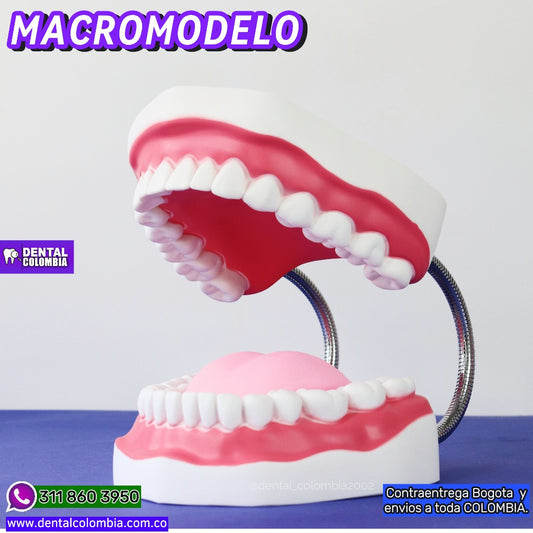 MACROMODELO DENTARIO DEMOSTRATIVO