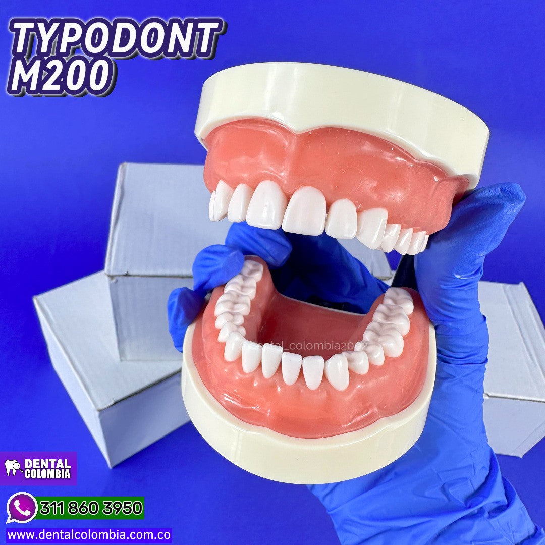TYPODONT M200 32 DIENTES