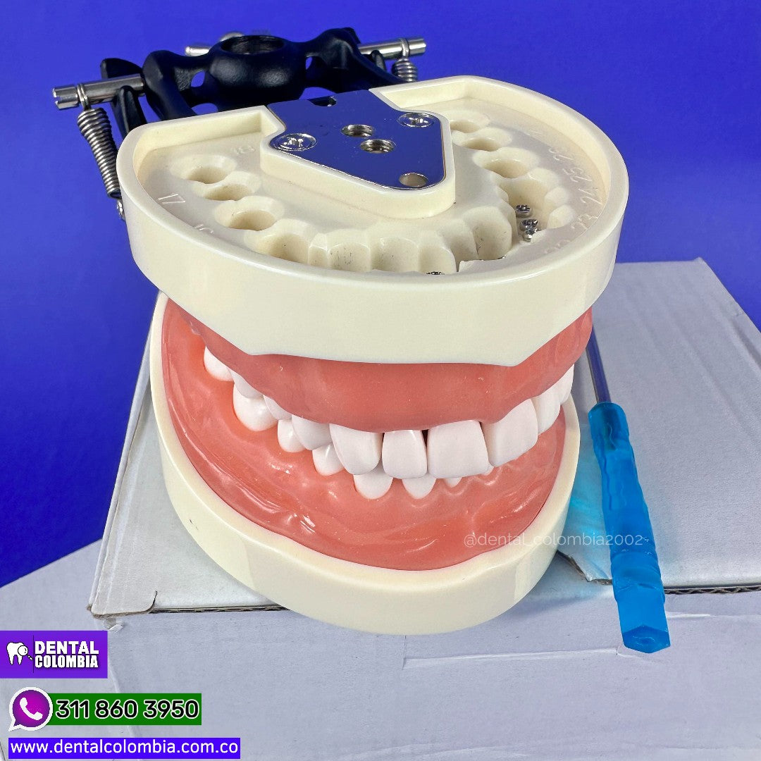 TYPODONT M200 32 DIENTES