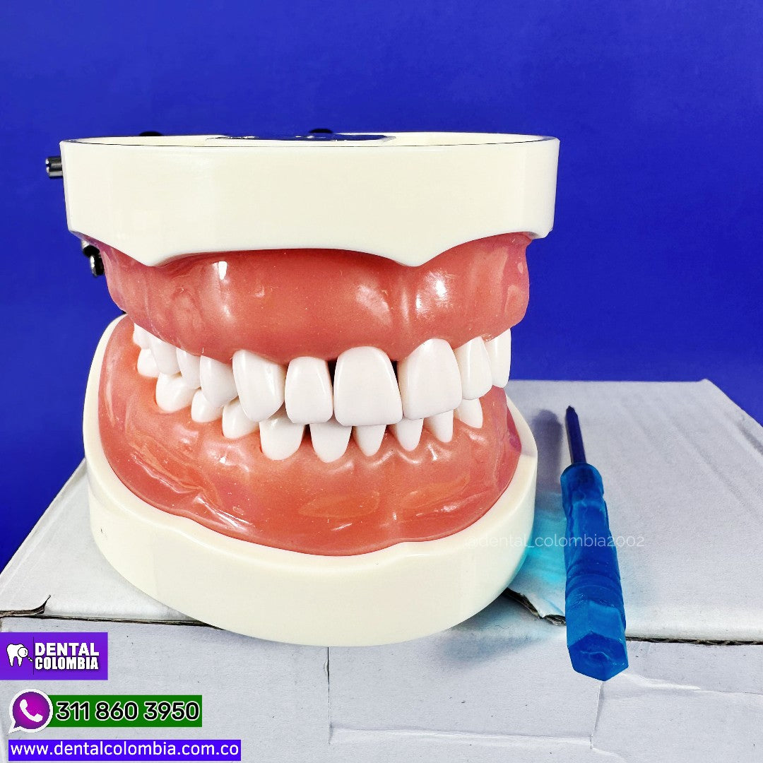 TYPODONT M200 32 DIENTES